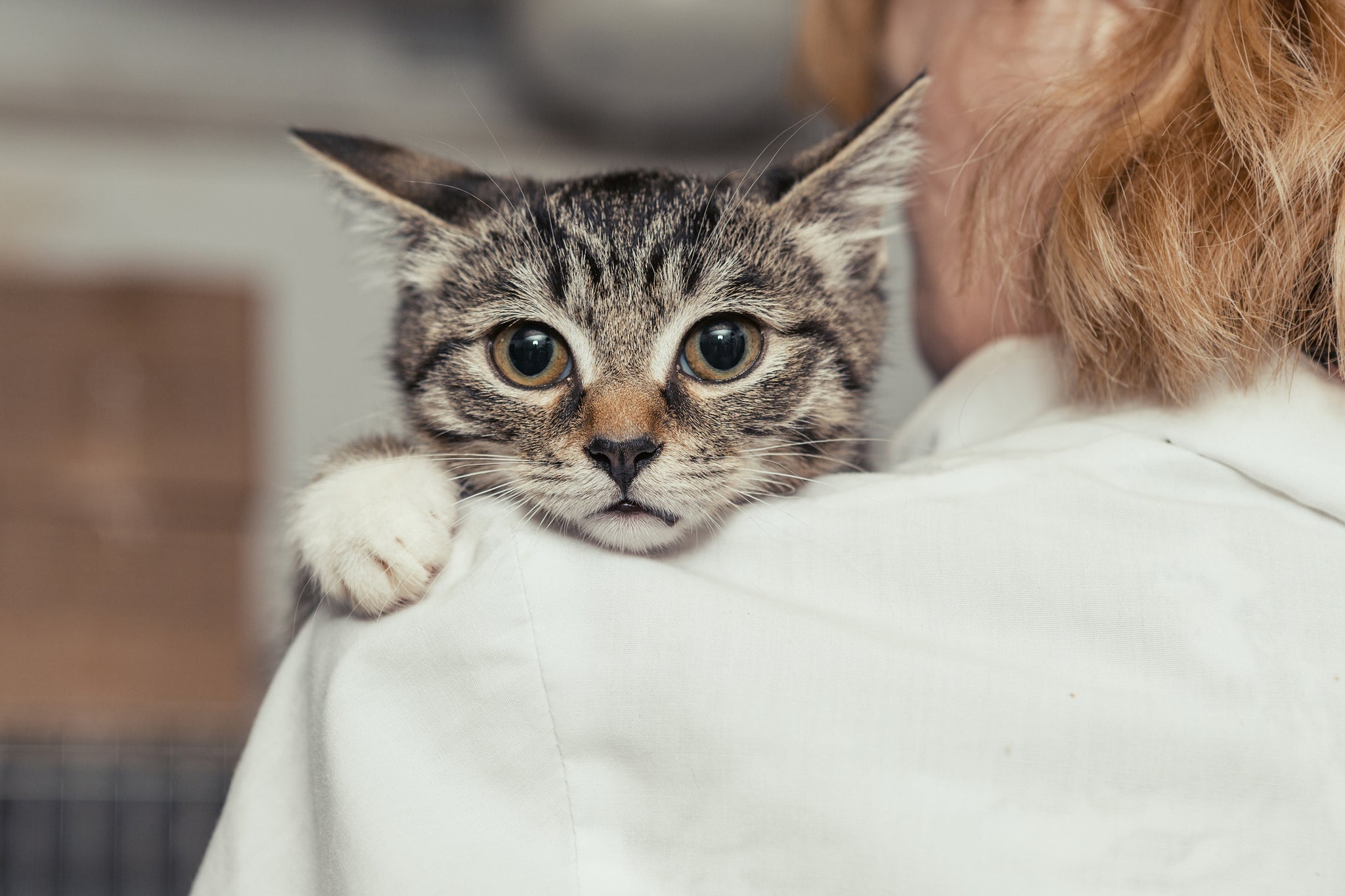 Is Your Pet’s Infection Antibiotic-Resistant? Research Suggests Phages as the Next Step.